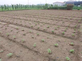 정진해님의 들깨 · 자유게시판 작성글 사진