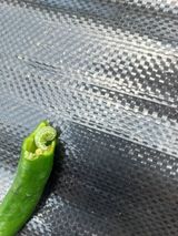 팜모닝 고추·일상 게시글 이미지