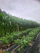 팜모닝 옥수수·자유게시판 게시글 이미지