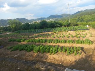 손미경(농업사랑)님의 장마 대비 어떻게 하셨나요? · 참여 작성글 사진