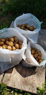 팜모닝 감자·자유게시판 게시글 이미지