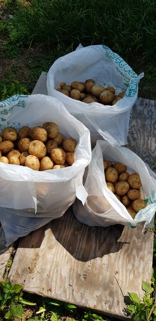 김수연님의 감자 · 자유게시판 작성글 사진