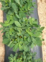 팜모닝 콩·병해충상담 게시글 이미지