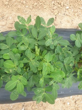 덕열님의 콩 · 병해충상담 작성글 사진