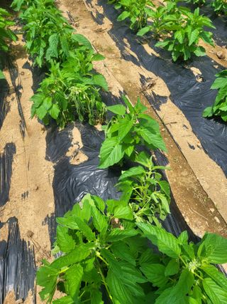 정용학님의 참깨 · 병해충상담 작성글 사진