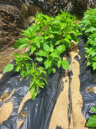 정용학님의 참깨 · 병해충상담 작성글 사진