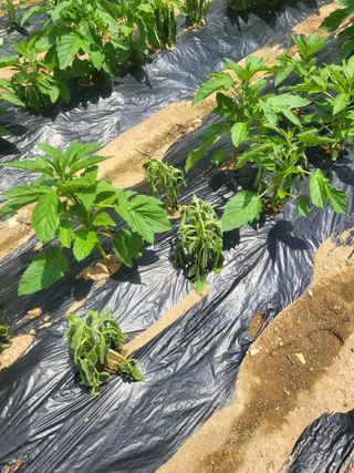 정용학님의 참깨 · 병해충상담 작성글 사진