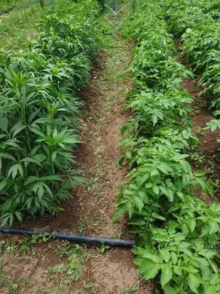 양국헌님의 감자 · 영농일지 작성글 사진