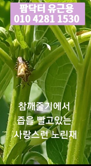 알 수 없음님의 참깨 · 병해충상담 작성글 사진