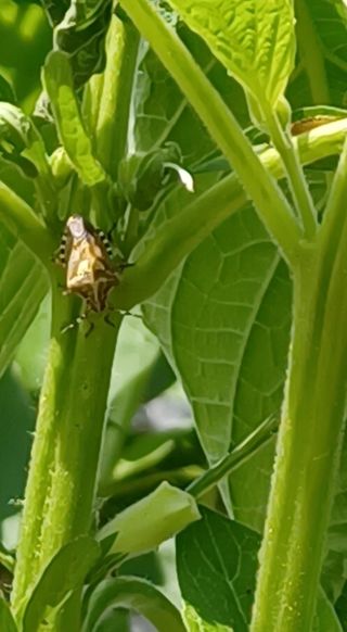 알 수 없음님의 참깨 · 병해충상담 작성글 사진