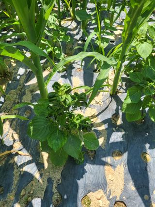 김정완님의 들깨 · 병해충상담 작성글 사진