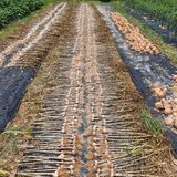 팜모닝 마늘·수확 게시글 이미지