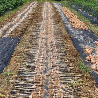 류창열 님의 마늘 · 수확 작성글 사진