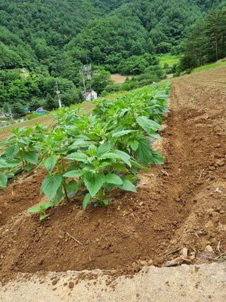 이상응님의 참깨 · 자유게시판 작성글 사진