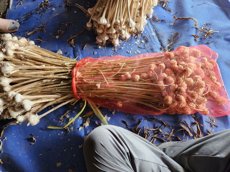 장터 상품 [홍산마늘 주아1개당] 썸네일