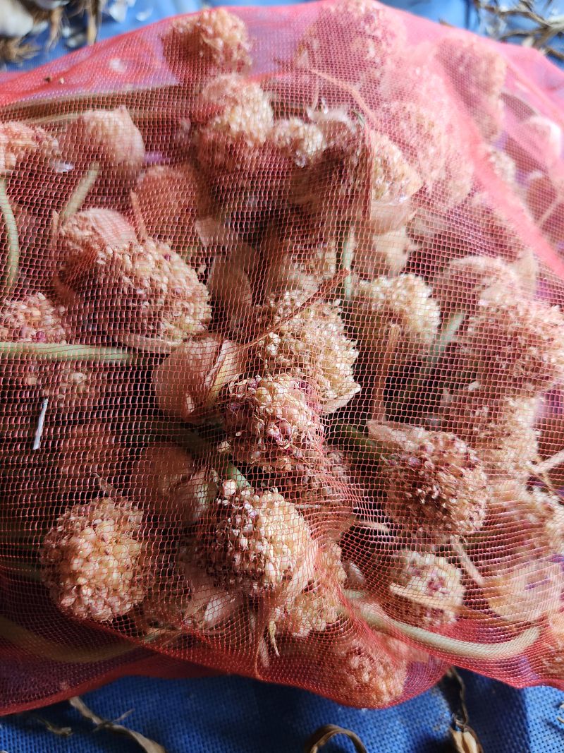 최승일님의 장터 판매 상품 [홍산마늘 주아1개당] 첨부 사진