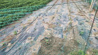 정금기님의 들깨 · 자유게시판 작성글 사진