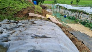 정금기님의 들깨 · 자유게시판 작성글 사진