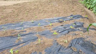 정금기님의 들깨 · 자유게시판 작성글 사진