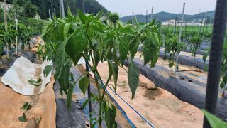 정금기님의 고추 · 비료•농약 작성글 사진