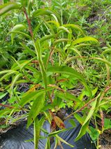 팜모닝 복숭아·병해충상담 게시글 이미지