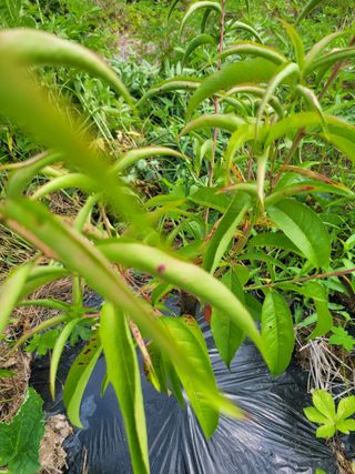 권성현 님의 복숭아 · 병해충상담 작성글 사진