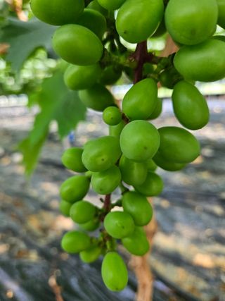 블루베리13637님의 포도 · 병해충상담 작성글 사진