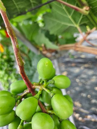 블루베리13637님의 포도 · 병해충상담 작성글 사진