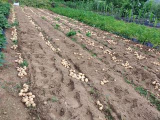 가연맘님의 감자 · 자유게시판 작성글 사진