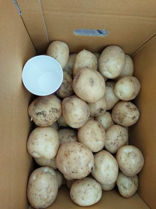 가연맘님의 감자 · 자유게시판 작성글 사진