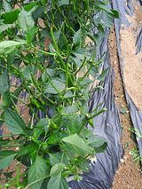 팜모닝 장마 대비 어떻게 하셨나요?·참여 게시글 이미지