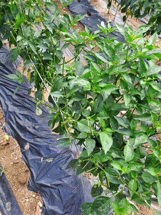 원영국님의 장마 대비 어떻게 하셨나요? · 참여 작성글 사진