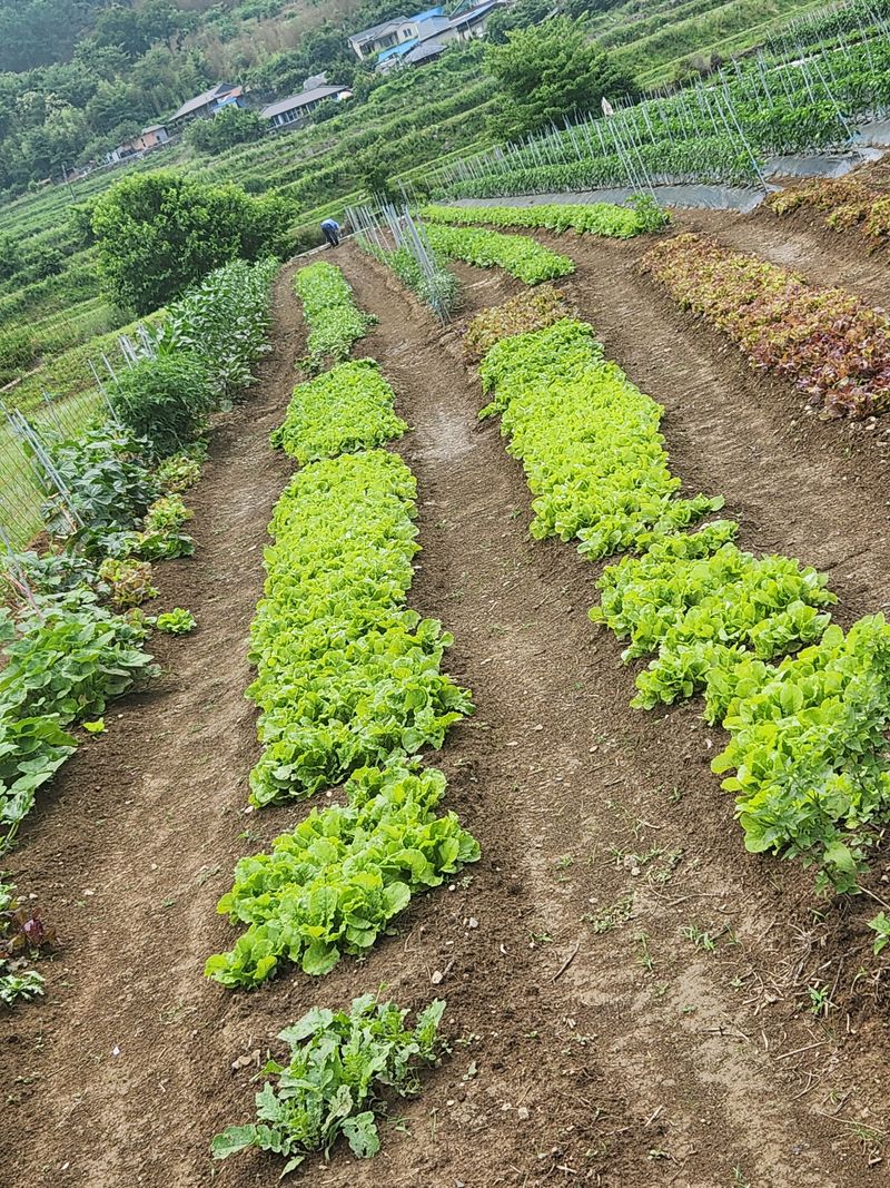 장터 상품 [열무. 삼추 가지  풋고추  건고사리] 썸네일
