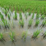 팜모닝 벼·병해충상담 게시글 이미지