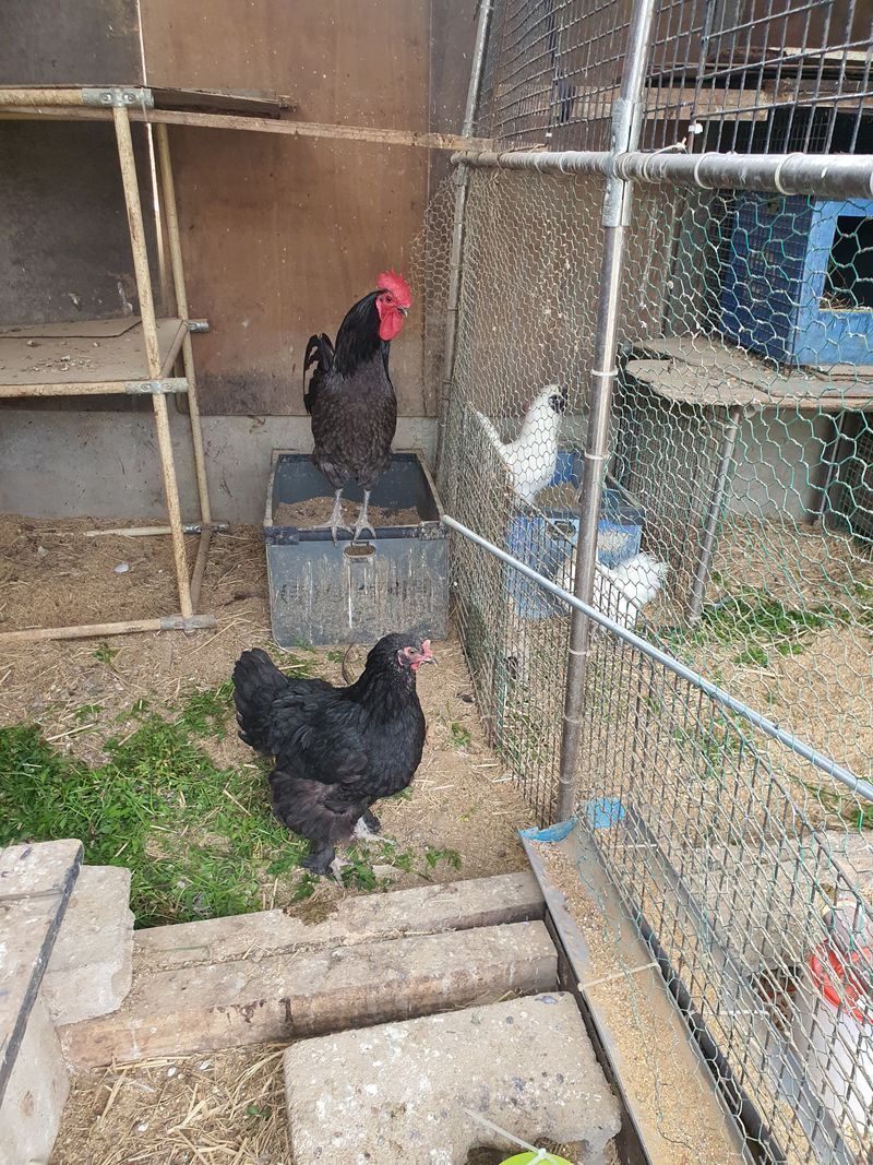 장터 상품 [청계닭] 썸네일