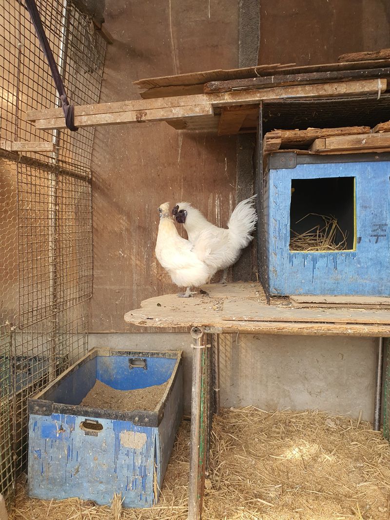 김영복님의 장터 판매 상품 [청계닭] 첨부 사진