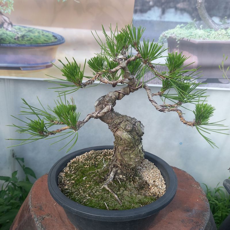 장터 상품 [소나무분재 ] 썸네일