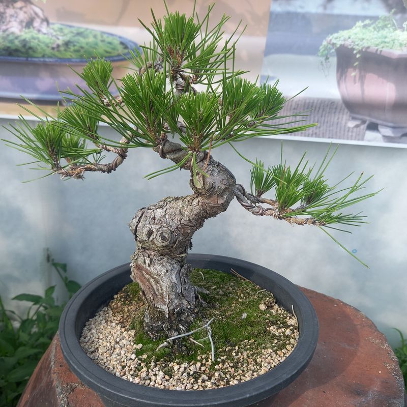 두림님의 장터 판매 상품 [소나무분재 ] 첨부 사진