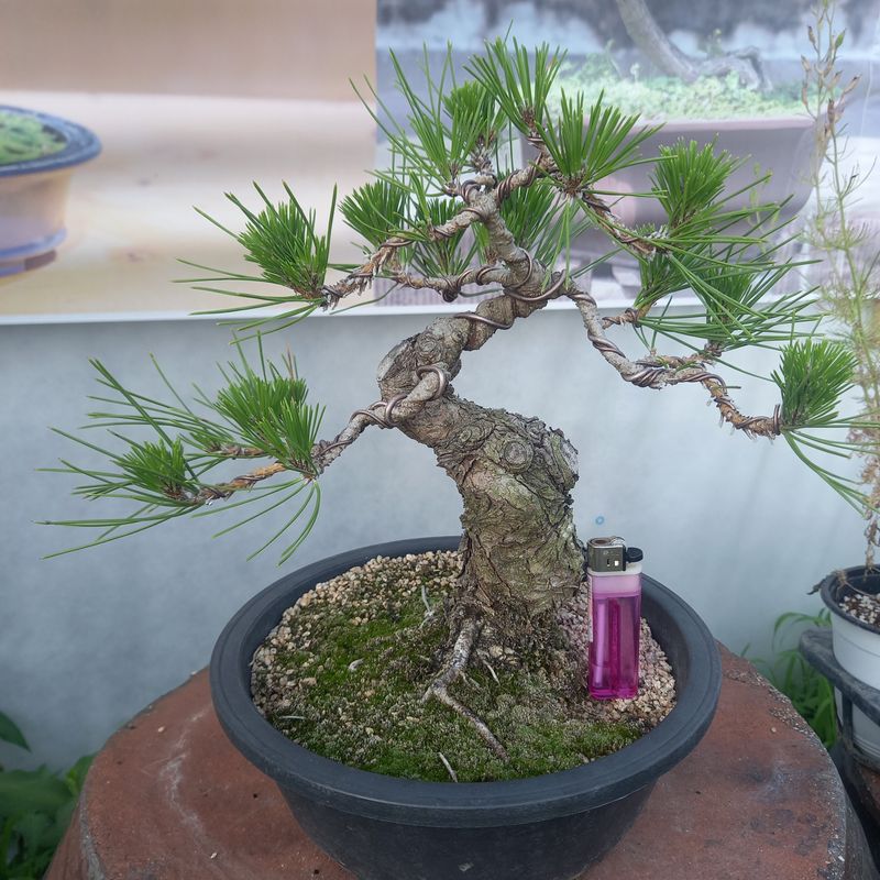 두림님의 장터 판매 상품 [소나무분재 ] 첨부 사진