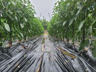 지덕구님의 고추 · 일상 작성글 사진