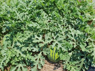 구봉갑산님의 장마 대비 어떻게 하셨나요? · 참여 작성글 사진