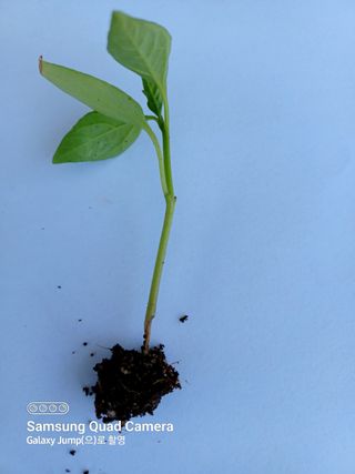 전미숙님의 고추 · 병해충상담 작성글 사진