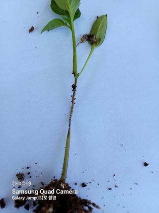 전미숙님의 고추 · 병해충상담 작성글 사진