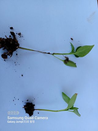 전미숙님의 고추 · 병해충상담 작성글 사진