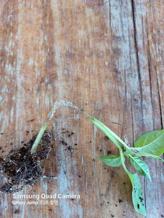 전미숙님의 고추 · 병해충상담 작성글 사진