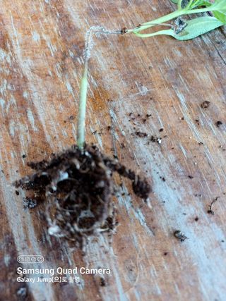 전미숙님의 고추 · 병해충상담 작성글 사진