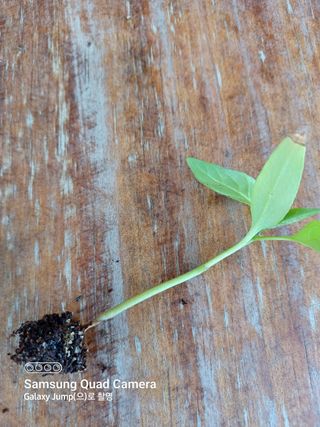 전미숙님의 고추 · 병해충상담 작성글 사진