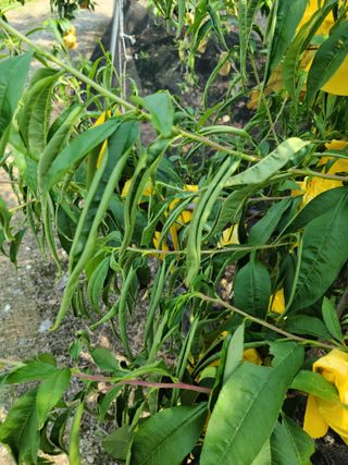 왕눈공주님의 복숭아 · 병해충상담 작성글 사진