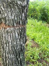 팜모닝 기타작물·영농일지 게시글 이미지