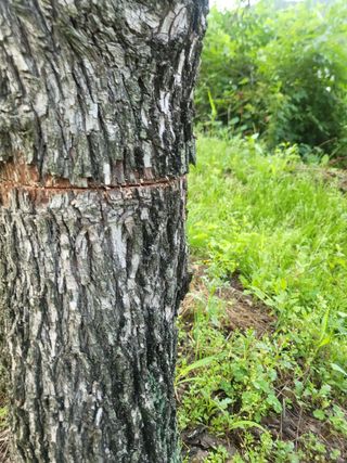 최한배님의 기타작물 · 영농일지 작성글 사진